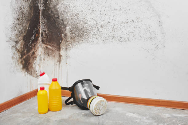 Best Basement Mold Remediation in Burbank, WA