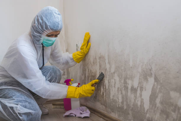 Best Mold Remediation for Specific Building Types in Burbank, WA