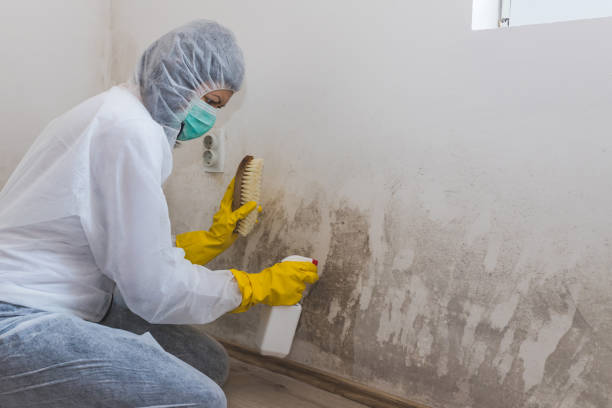 Best Localized Mold Remediation (e.g., coastal areas, humid climates) in Burbank, WA