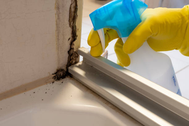 Reliable Burbank, WA Mold Remediation Solutions