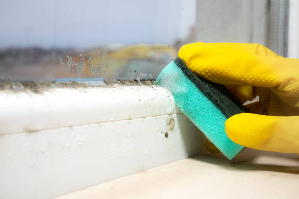 Best Kitchen Mold Remediation in Burbank, WA