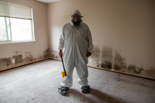 Best Basement Mold Remediation in Burbank, WA