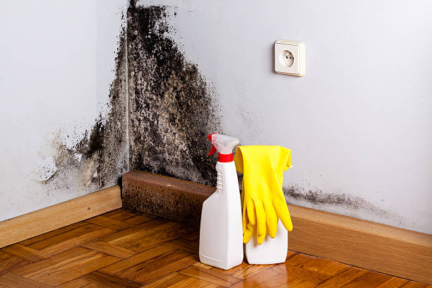 Best Mold Remediation for Specific Building Types in Burbank, WA