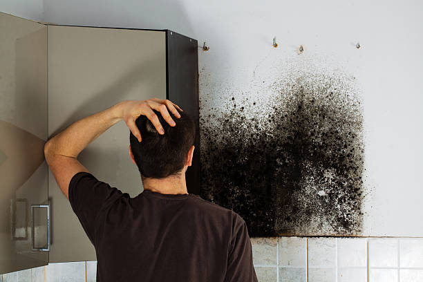 Best Bathroom Mold Remediation in Burbank, WA