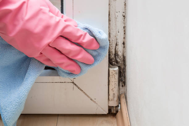 Best Mold Remediation for Schools in Burbank, WA