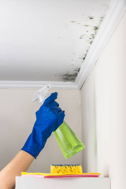 Best Preventive Mold Services in Burbank, WA